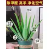 Plantas Verdes en Maceta de Aloe Vera Eliminan Formaldehído, Purifican el Aire, Reponen Agua, Belleza Comestible, Plántulas de Aloe Vera de Curazao con Plantas en Maceta