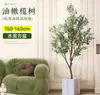 Planta de olivo en maceta para sala de estar interior, esquejes reales, planta grande en maceta, fácil de cuidar, adecuada para inauguración de casa y mudanza