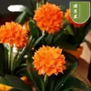 Muda de Clivia Qualidade Fina Rosto Manchadinho Rei Pérola Folha Larga Folha Curta Cabeça Redonda Monge Precioso Alto Padrão