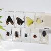 Shake Tone Especimen de Insectos Voladores Escarabajo Escarabeo Especimen de Mariposa Adornos Artesanías Wen Chuang Ceremonia de Mano