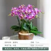 Mudas de Orquídea Phalaenopsis, Plantas de Phalaenopsis em Vasos Grandes com Botões de Flor, Plantas e Flores de Interior Fáceis de Manter o Ano Todo
