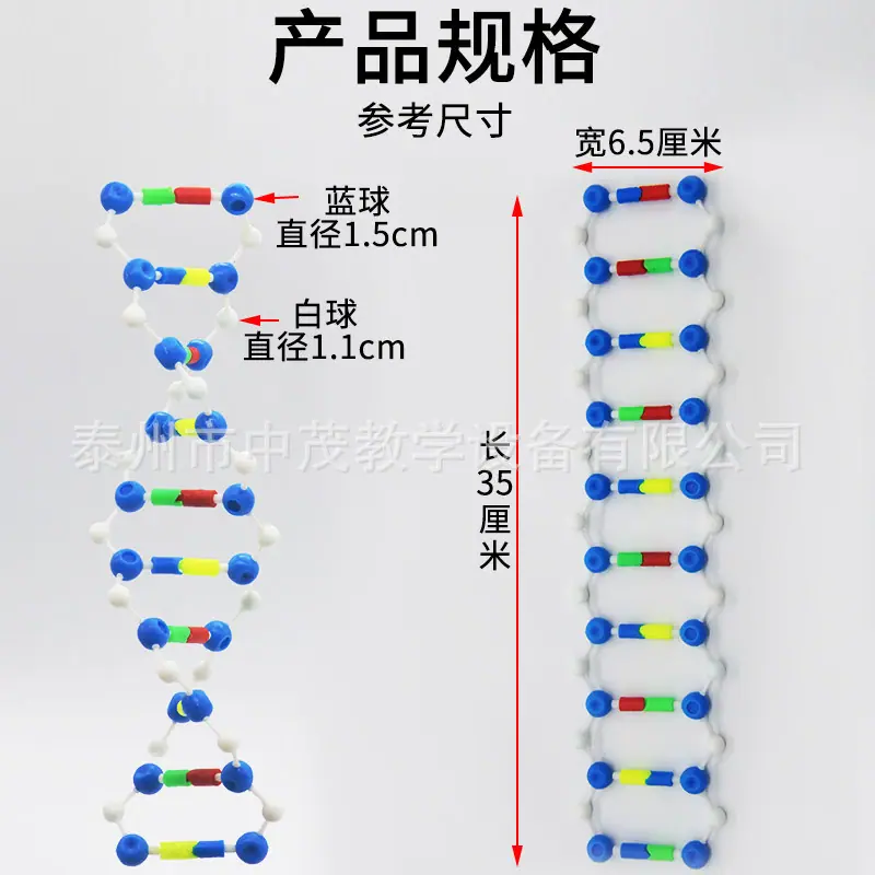 DNA (4).jpg