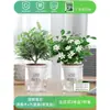 Repelente de Mosquitos Jiulixiang de Verano Bonsái de Pila Vieja Plántulas de Madera en Maceta para Interiores Plantas de Flor de Pimienta Plantas Verdes Fragantes