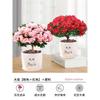 Dropshipping Azalea Planta en Maceta de Flor Doble Floración Interior Todo el Año con Capullos Grandes y Fácil de Cultivar