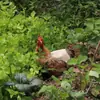 Delantal de silla de montar para gallinas transfronterizas, protección de plumas, protector de espalda, delantal de silla de montar para gallinas, chaqueta de doble capa