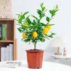 Planta de Limoeiro em Vaso com Frutos, Planta Verde Comestível, Grande para Sala de Estar Interna Varanda, Planta de Floração Quatro Estações, Fácil de Manter