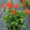 Venta Directa de Fábrica de Flores de Cola de Pájaro, Plantas en Maceta de Borde de Flores de Varias Especificaciones, Venta al por Mayor de Flores de Temporada