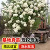 Plántulas de Hortensia de Madera China Cubo de Plantación para Exteriores Bola de Arpillera Semillas de Flores Patio Casa Montón Viejo de Madera Plantas en Maceta