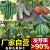 Fabricante Fonte Atacado Sementes de Hortaliças para Primavera, Verão e Outono, Melões e Frutas, Sementes, Sementes de Colza e Hortaliças