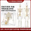Modelo de Esqueleto Humano de 85 cm Esqueleto de 170 cm Esqueleto Humano Adulto Grande Esqueleto Blanco Especimen Modelo de Enseñanza con Columna Vertebral Completa