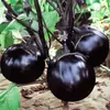 Plántulas de berenjena para cuatro estaciones, plantas en maceta con tierra, variedades viejas injertadas de berenjena morada y semillas de berenjena de Hangzhou, plántulas de hortalizas de primavera