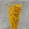 Flor seca de frijol Xiangsi fábrica de flores Yongsheng Yunnan ramo de flores secas de frijol rico decoración del hogar transfronterizo