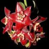 Orquídea Bola Planta Verde en Maceta con Brotes de Flores, Florales de Floración Cuatro Estaciones, Enredaderas Trepadoras de Interior, Hojas Verdes, Plantas de Orquídea Bola de Hoja de Corazón, Rollos de Orquídeas Colgantes