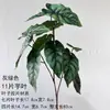 Hojas de Taro Artificiales de Tallo Largo de Colores y Hojas de Monstera para Decoración Suave de Invierno en Interiores de Salones de Bodas, Arreglos Florales de Plantas, Muros Florales y Paisajismo Floral