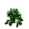 Planta Verde Artificial Hoja de Ceja Ratán Patrón Sandía Pequeña Colgante Planta Colgante de Pared Accesorios de Pared Adornos para Interiores y Exteriores Decoración