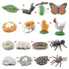 Juguete modelo de animal pequeño simulación ciclo de vida crecimiento rana tortuga pollo Montessori material didáctico preescolar venta al por mayor