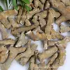 Juguetes de Excavación Arqueológica de Fósiles Naturales Caja Sorpresa Fósiles de Animales y Plantas Marinas Paleontológicas Dientes Esqueleto Piedra Bruta Venta al por Mayor
