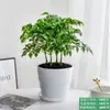 A Planta em Vaso Árvore da Felicidade é Fácil de Manter no Escritório, uma Planta Verde para Mesas que é Perene o Ano Todo, Purifica o Ar e Absorve Formaldeído
