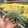 Venda Direta da Fábrica Orquídea do Ar Planta Aérea Planta Sem Solo Vermelho Amarelo Verde Elfo Barba de Velho Medusa Atacado