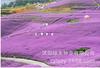 Sementes de Centáurea Perene no Atacado de Várias Regiões, Sementes de Dianthus Multicolores, Flores Medicinais, Flores de Trigo Gigantes, Sementes para Jardinagem