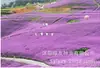 180 Variedades de Sementes de Flores Não Repetitivas, Fáceis de Cultivar em Todas as Estações, Podem Afastar Mosquitos, Adequadas para Varandas Internas e Externas, Distribuição Transfronteiriça