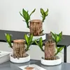 Planta hidropônica de madeira brasileira, madeira da sorte, planta verde de mesa, cultivada em água, planta em vaso mini para interior para escritório, fácil de cuidar