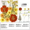 Marcapáginas de flores secas especímenes colección de primavera en botella de película plástica materiales hechos a mano para manualidades estudiantes de primaria flores transparentes