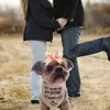 Suministro Exclusivo Transfronterizo de Pañuelos para Mascotas de Boda 'Mis Humanos Se Casan' al por Mayor