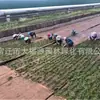 Tapetes de Plantio Fornecidos Diretamente, Tapetes de Grama para Plantas Aquáticas, Tapetes de Grama para Leito de Rio Ecológico Artificial de Floresta Subaquática