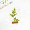 Planta Especimen Sellada Plásticamente Especimen de Planta Herramienta de Enseñanza para Niños de Jardín de Infancia Marcador de Flor Seca Tarjeta con Relieve de Hoja Real