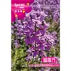 Las Semillas de Mostaza Azul Florecen en Todas las Estaciones y Son Fáciles de Cultivar en Interiores y Exteriores Balcón Plantas Verdes Macetas Patio Semillas de Flores Semillas de Flores