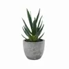 En stock Simulación Carnosa Garra de Águila Aloe Planta en Maceta Decoración de Escritorio Regalo Mini Planta Verde Bonsái TEMU Planta de Simulación