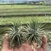 Venda Direta da Fábrica Orquídea do Ar Planta Aérea Planta Sem Solo Vermelho Amarelo Verde Elfo Barba de Velho Medusa Atacado