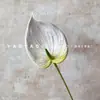 Loto de Guanyin Simulado, Arreglo de Flores de Anturio de Alta Calidad, Flor Decorativa, Ramo de Mano, Accesorios para Fotografía