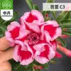 Planta en Maceta Rosa del Desierto con Doble Pétalo, Planta Verde Resistente a la Sequía, Fácil de Cuidar en Interiores o en el Balcón, Planta Suculenta Fácil de Mantener en Verano