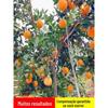 Mudas de laranja-baía Gannan, mudas de laranja-baía enxertadas, mudas de laranja-baía de coração vermelho que dão frutos no mesmo ano e são plantadas no Norte e no Sul