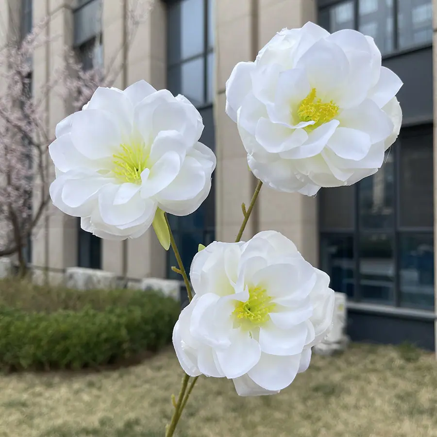 3头花蕊月季-白色.JPG