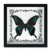 Marco de Fotos con Foto de Espécimen de Mariposa Real Cinturón Verde Mariposa Esmeralda y Fénix Marco de Fotos de Madera DIY Regalo para Enseñar Ciencia y Educación Regalo de Cumpleaños