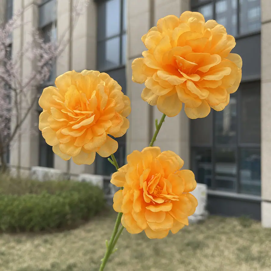 3头水芙蓉-xzmjcx-桔色.JPG