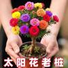 Girassol Velho Tronco Multi-Color Dobrado Pétalas Perene Resistente ao Frio Quintal Varanda Fácil de Cultivar Anual Florífero Girassol