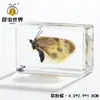 Muestras de Insectos Reales Jingling Crafts: Escarabajo, Escorpión, Tortuga Dorada, Araña - Regalos de Educación en Ciencias Biológicas, Adornos de Resina