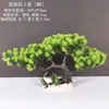 Decoração de Enfeite de Mesa Pinheiro Bem-vindo Pequeno Pinheiro Plantas Verdes Plantas Aquáticas Mini Rochedo Aquário Paisagismo Hotel
