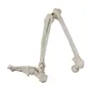 Modelo de ensino ortopédico: ossos do membro superior com escápula, ossos do membro inferior com ossos do quadril, display médico do modelo anatômico do osso da mão e do pé
