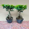 Bonsái de higuera plantas verdes en maceta buen tipo de flor de higuera carácter estaca dinero S8 planta balcón exterior ancianos grande