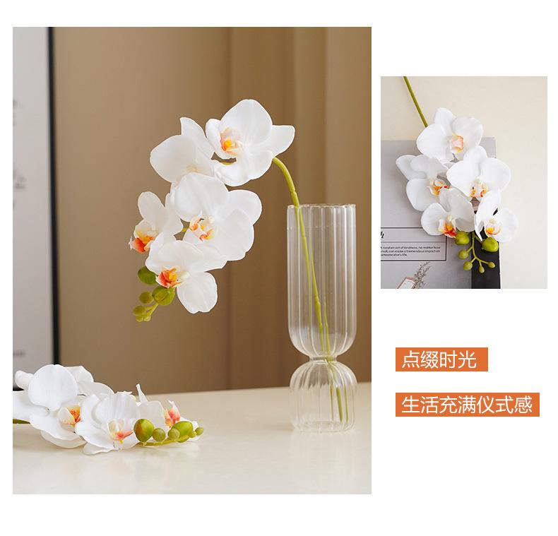 洛尘五头蝴蝶兰_04.jpg