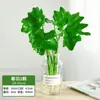 Plantas Hidropônicas, Plantas Verdes, Flores, Plantas de Interior Fáceis de Cultivar, Rabanete Verde, Cipreste de Bambu, Bambu da Sorte, Jiboia, Costela de Adão, Plantas Pequenas de Casco de Tartaruga, Plantas de Vaso para Mesa