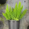 Planta em Vaso Ficus Elastica, Planta Amante do Sol, Jardim de Varanda de Pátio, Baixa Manutenção, Resistente a Altas Temperaturas e Seca, Planta Perene em Todas as Estações