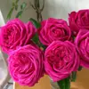 Envio Direto de Peça Única Labirinto do Amor Mudas de Flores Rosa Arbustos com Flores Abundantes em Todas as Estações Plantas em Vasos para Varanda Pátio com Flores Extra Grandes e Fragrância