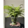 Planta en maceta Helecho Jim para sala de estar interior, Helecho de hoja perenne, Purificador de aire, Fácil de cuidar, Planta verde popular, Tolerante a la sombra