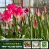 Resistencia al FríoTulipán Holandés Hidropónico Planta de Floración Cuatro Estaciones Planta Verde Flores en Maceta para Sala de Estar Apto para Principiantes